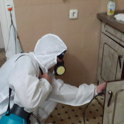 Дезинфекция от муравьев в квартире в Сосновоборске